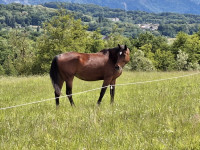 Vente de cheval : ESPERANCE